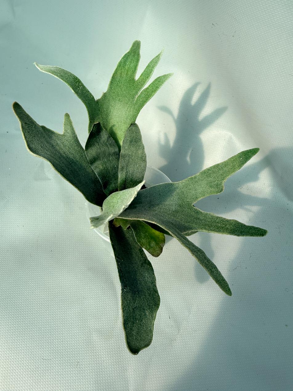 Platycerium Willinckii 'Pedro Tatusta' 03