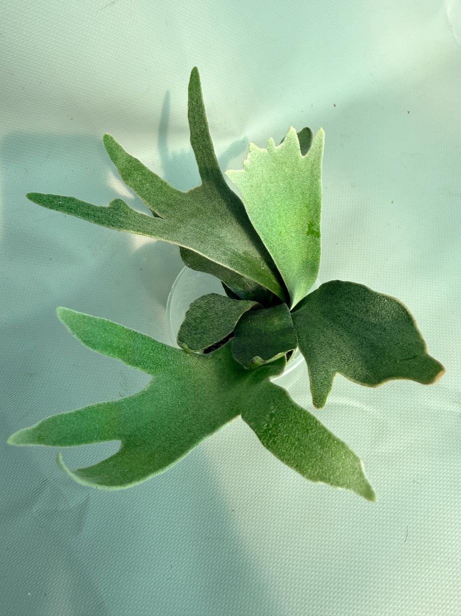 Platycerium Willinckii 'Pedro Tatusta' 04