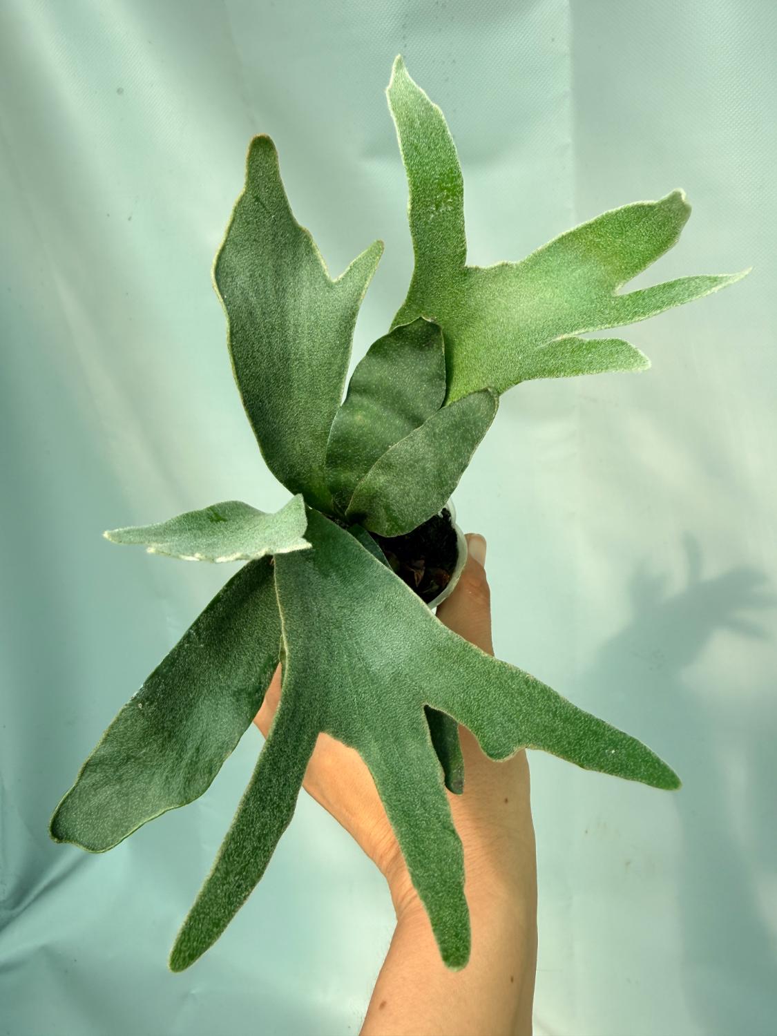 Platycerium Willinckii 'Pedro Tatusta' 05