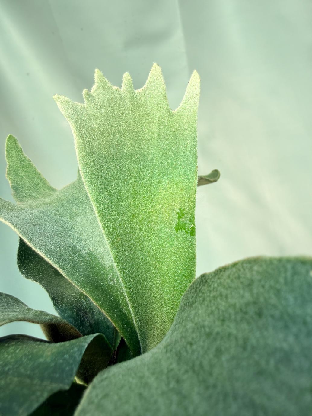 Platycerium Willinckii 'Pedro Tatusta' 06