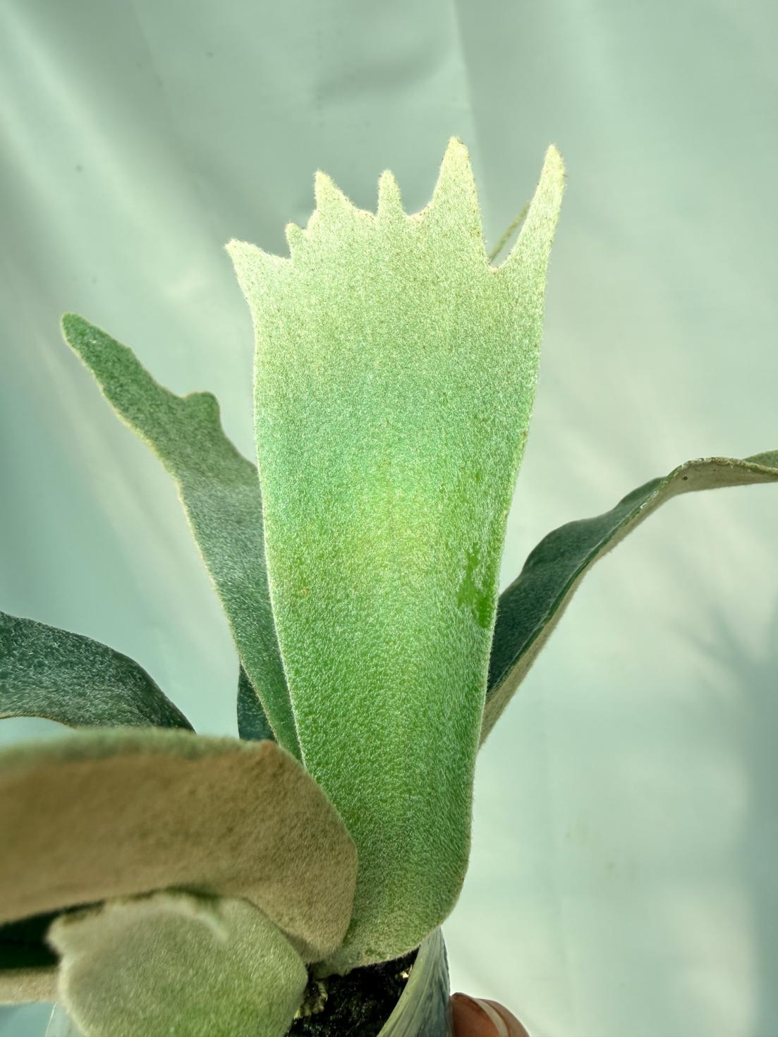 Platycerium Willinckii 'Pedro Tatusta' 10