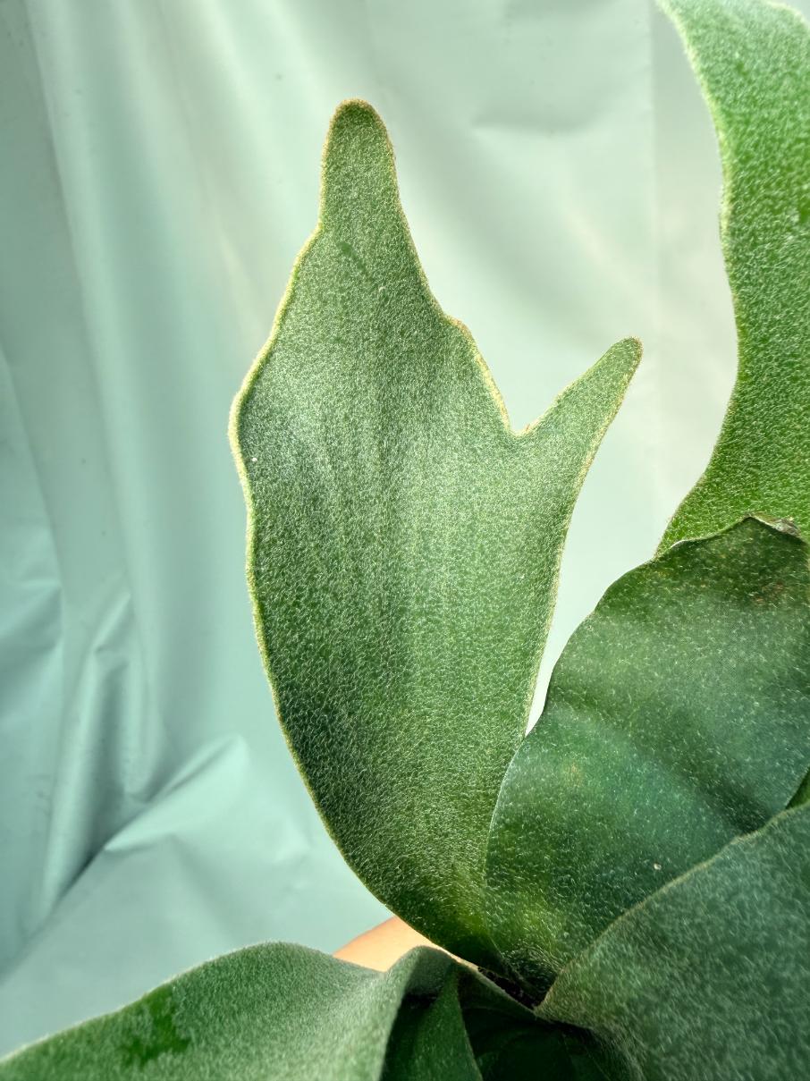 Platycerium Willinckii 'Pedro Tatusta' 08