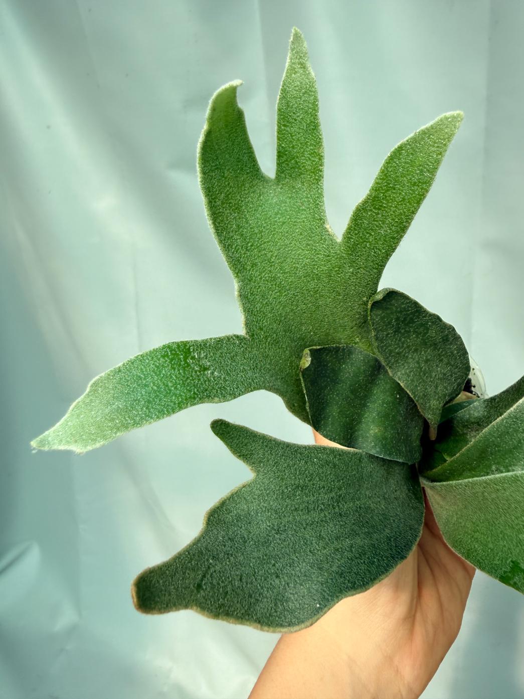 Platycerium Willinckii 'Pedro Tatusta' 09