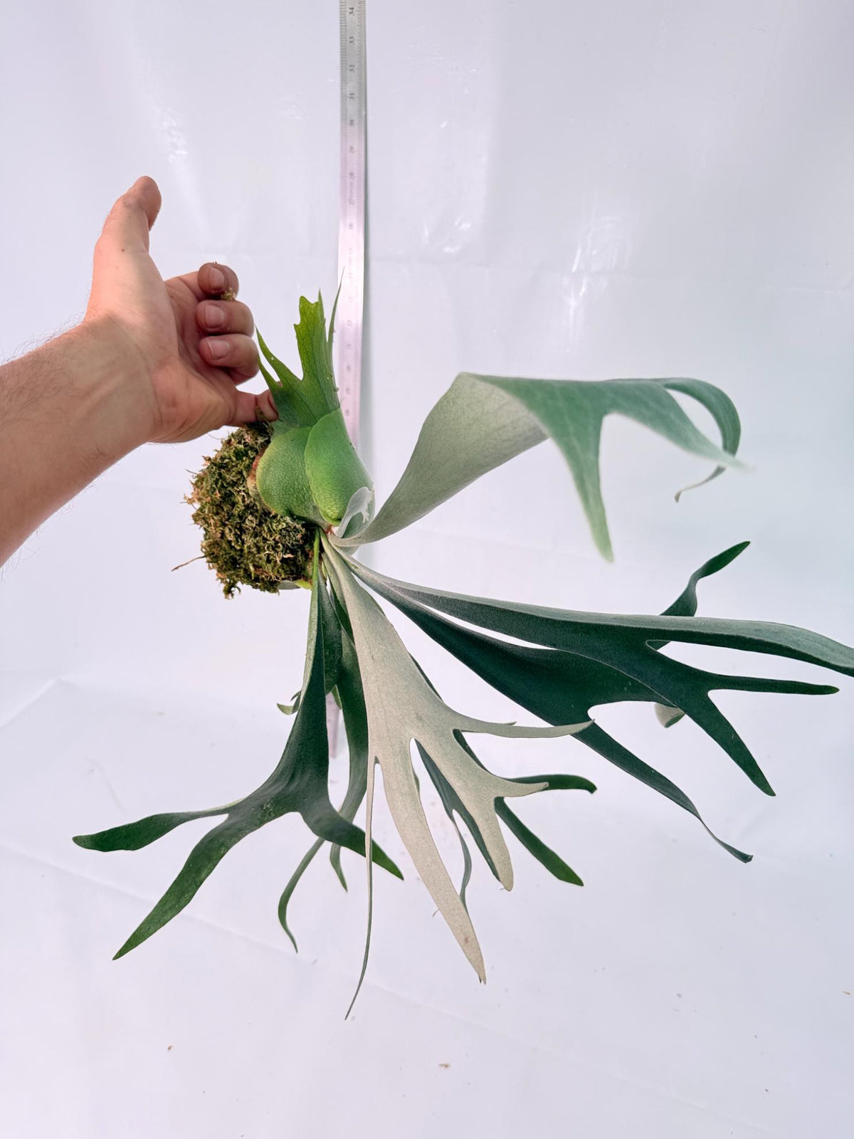 Platycerium Wolverine Kokedama