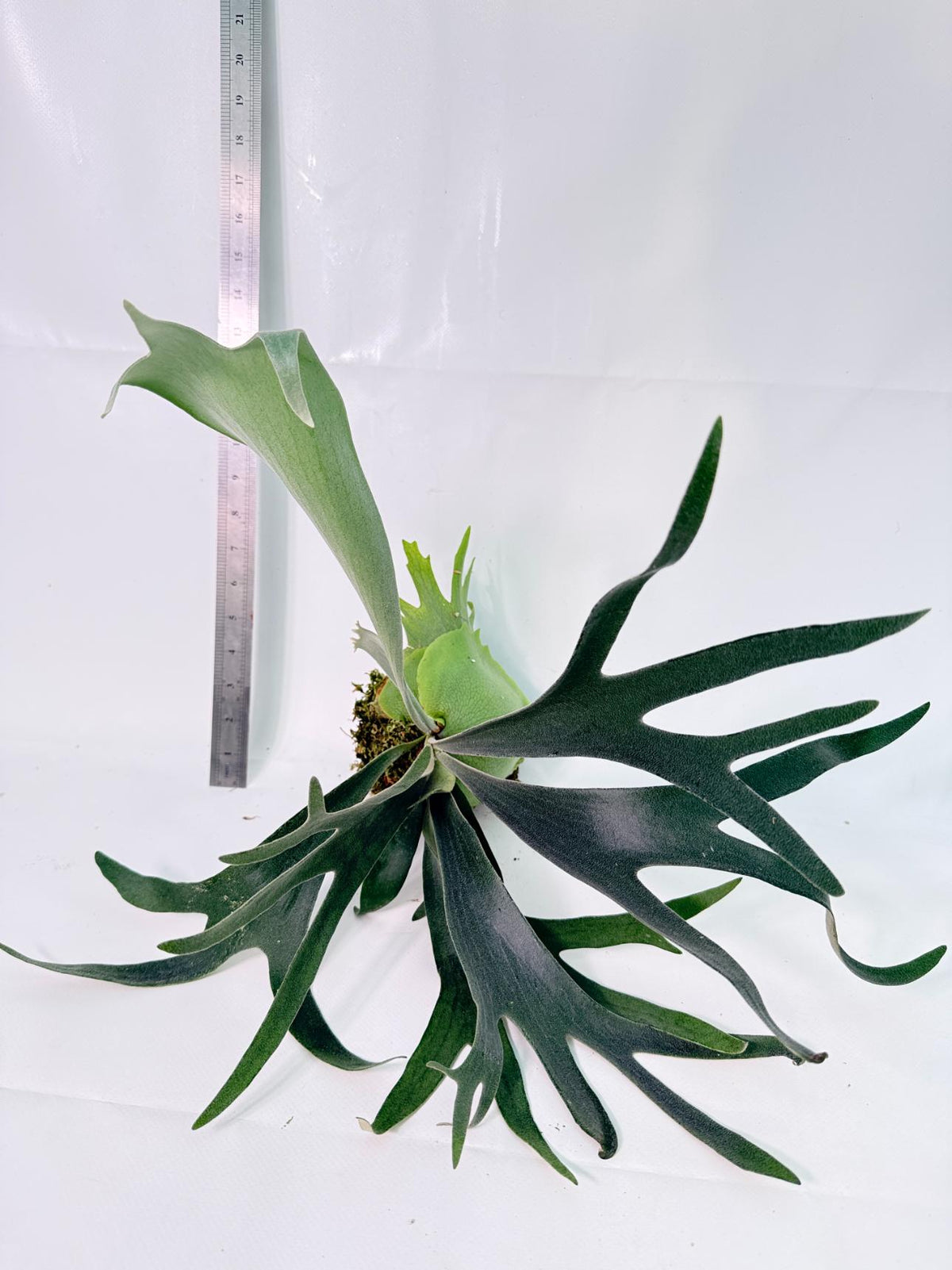 Platycerium Wolverine Kokedama