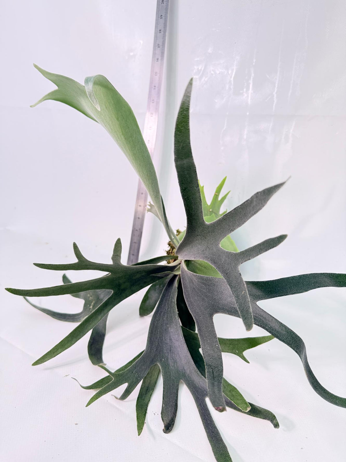 Platycerium Wolverine Kokedama