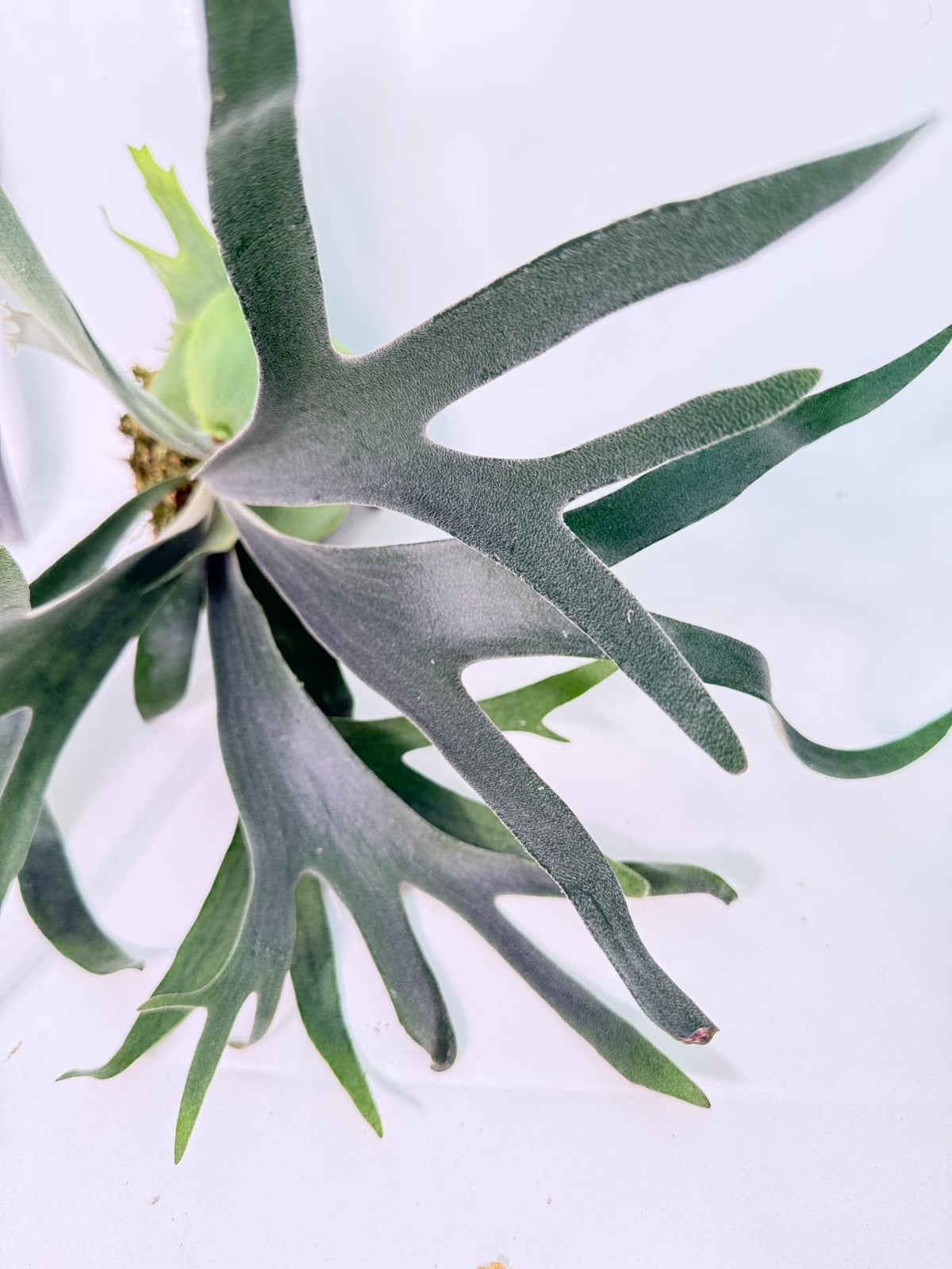Platycerium Wolverine Kokedama