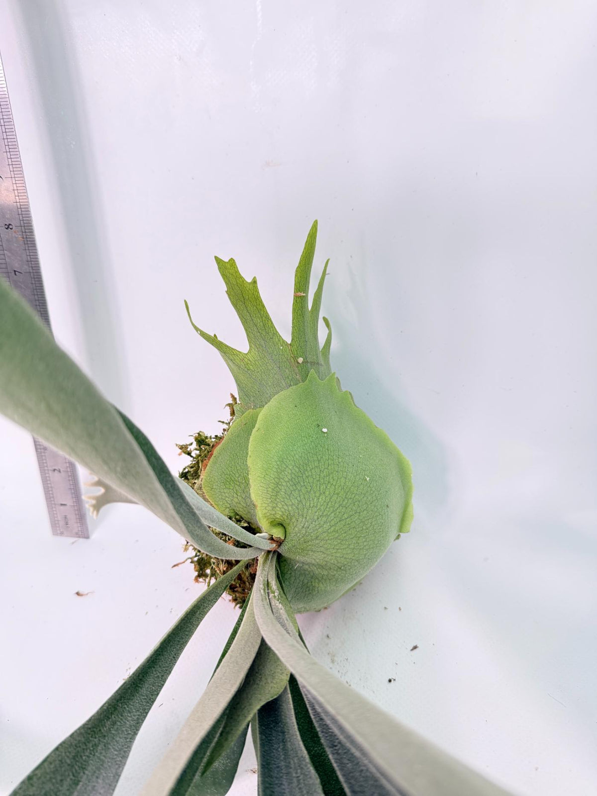 Platycerium Wolverine Kokedama