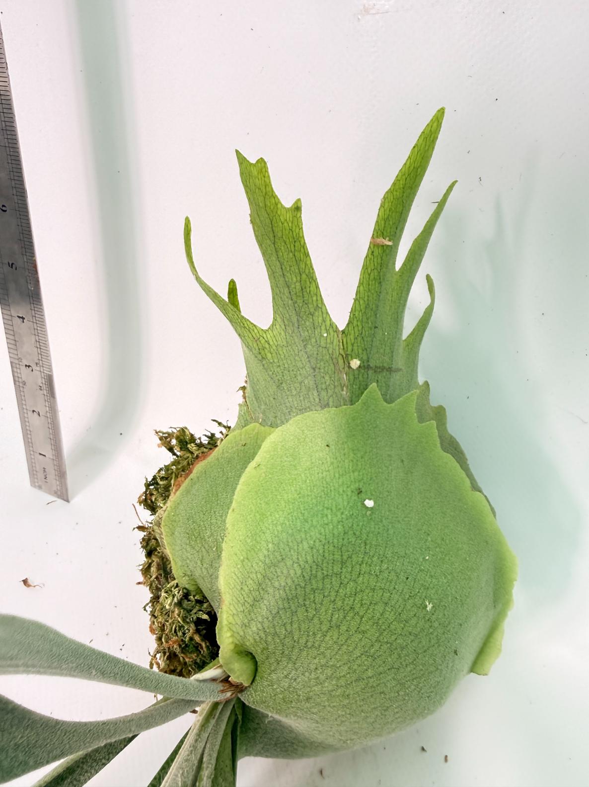 Platycerium Wolverine Kokedama
