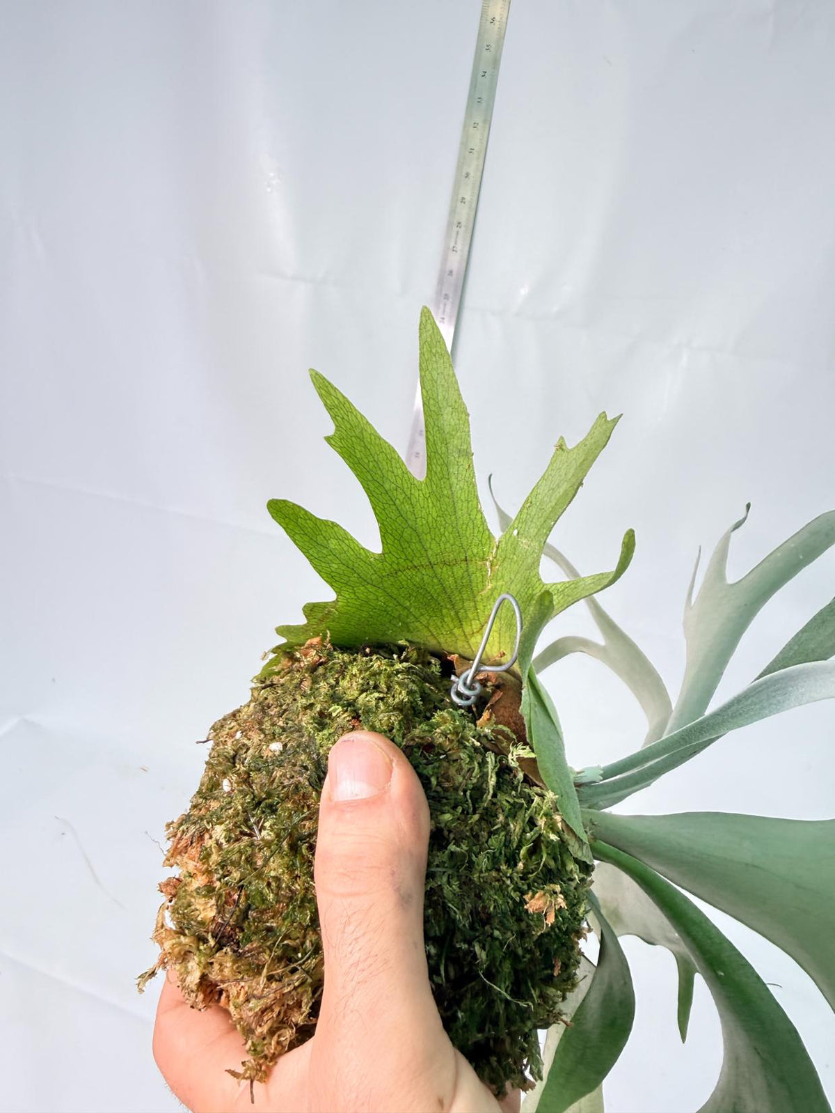 Platycerium Wolverine Kokedama