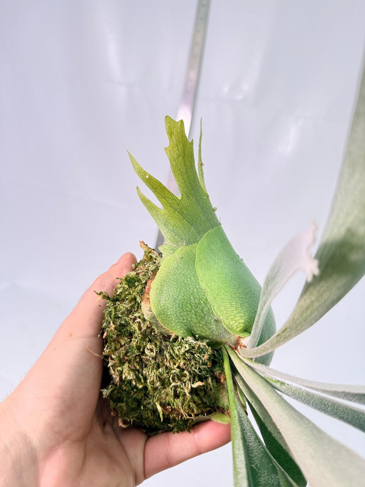 Platycerium Wolverine Kokedama