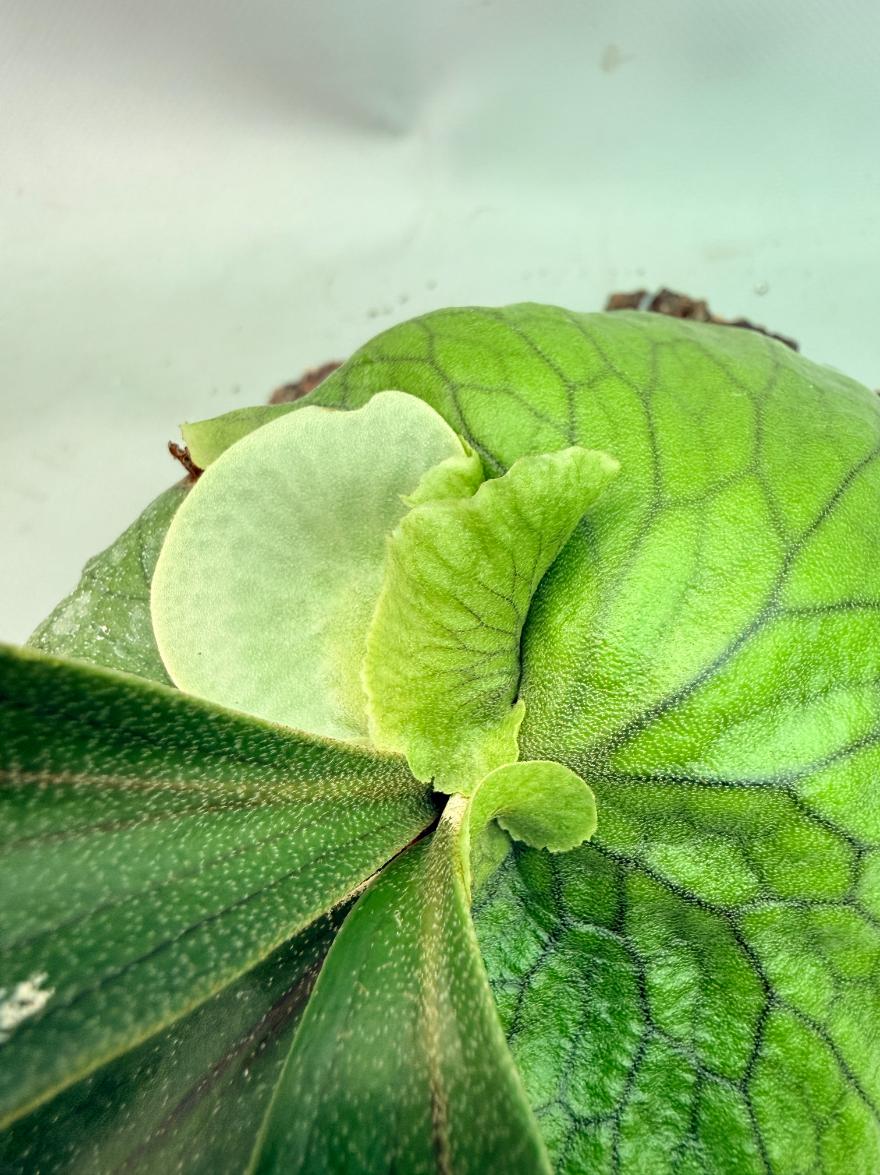 Platycerium 'Horn's Surprise' 08