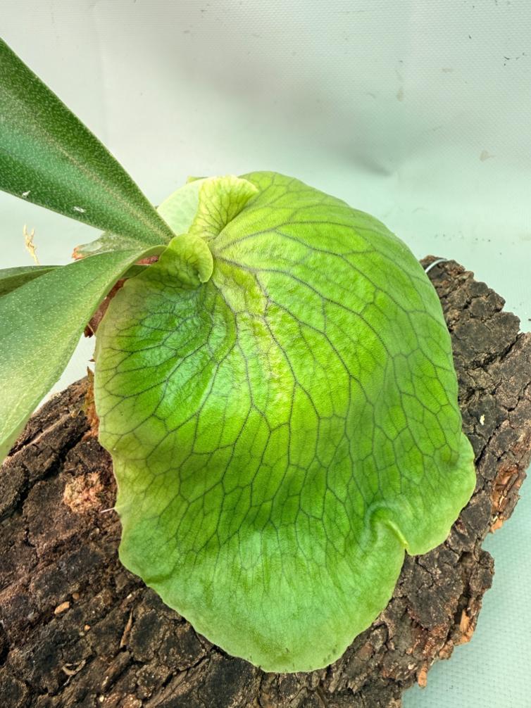 Platycerium 'Horn's Surprise' 09