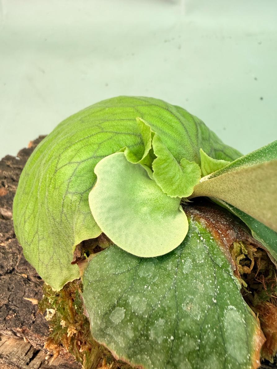 Platycerium 'Horn's Surprise' 10