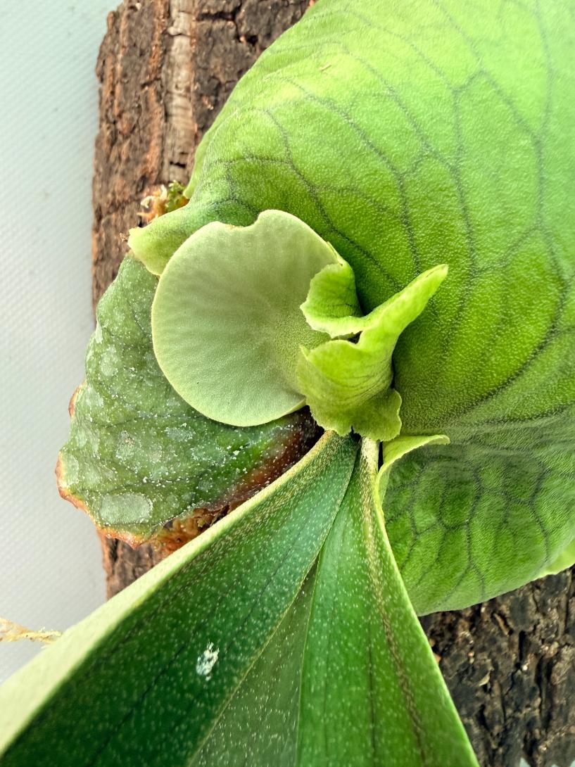 Platycerium 'Horn's Surprise' 03
