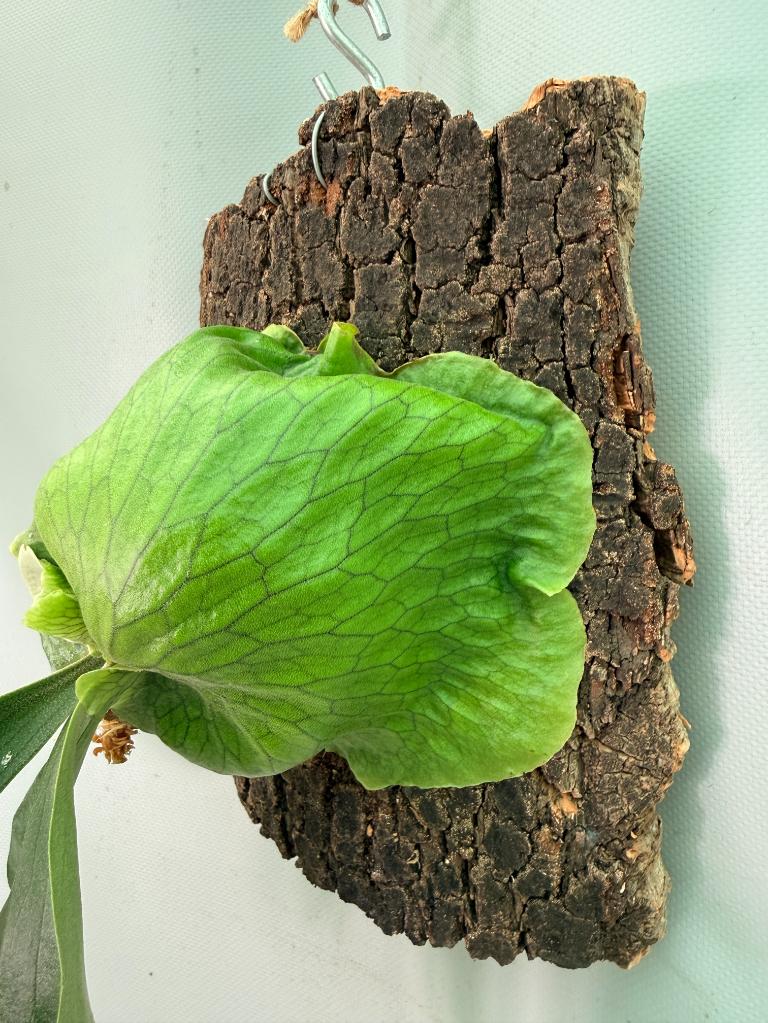 Platycerium 'Horn's Surprise' 04