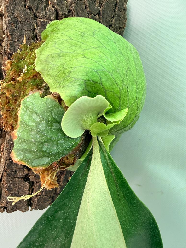 Platycerium 'Horn's Surprise' 06