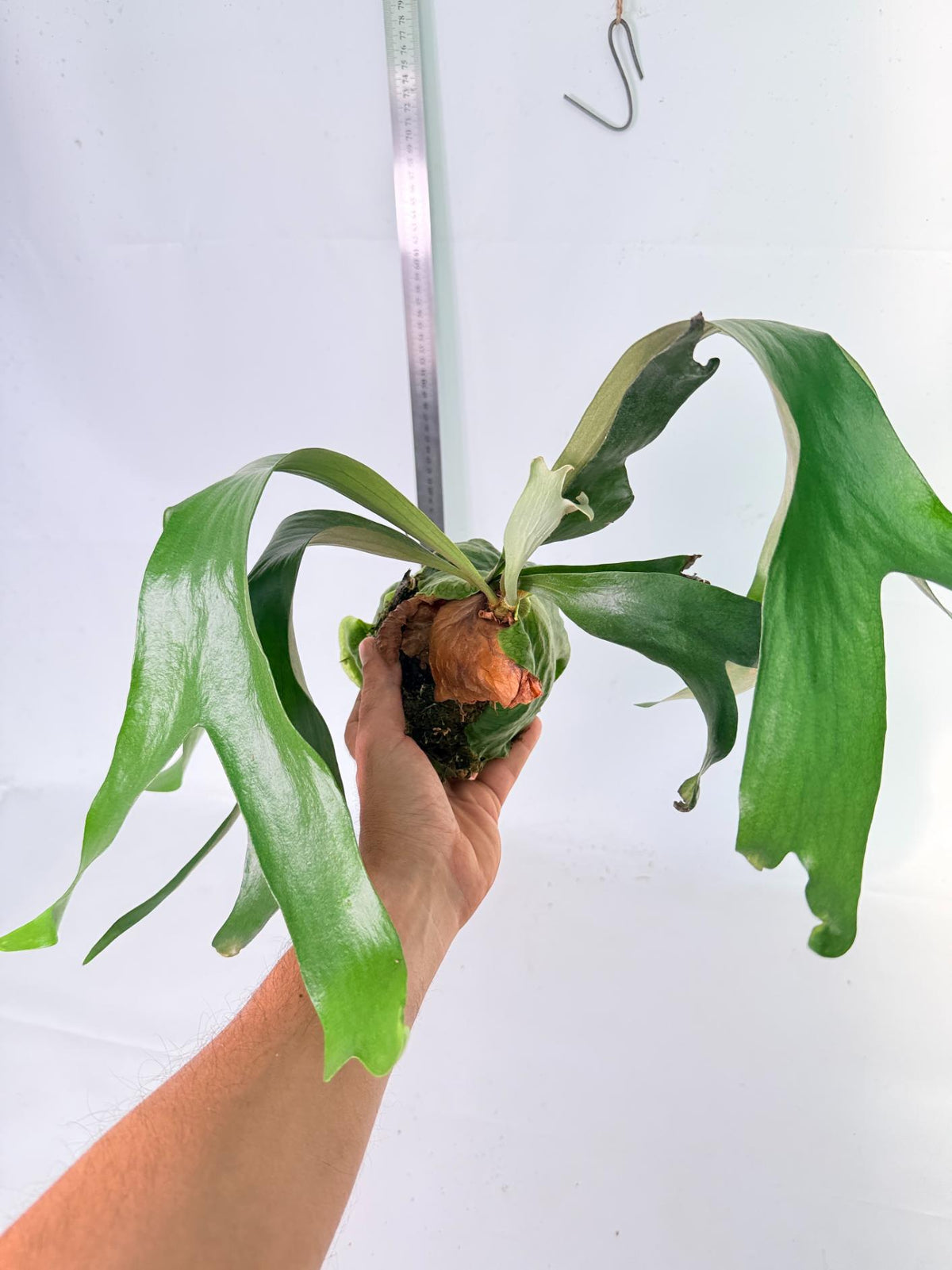 Platycerium Horn's Surprice Kokedama 6