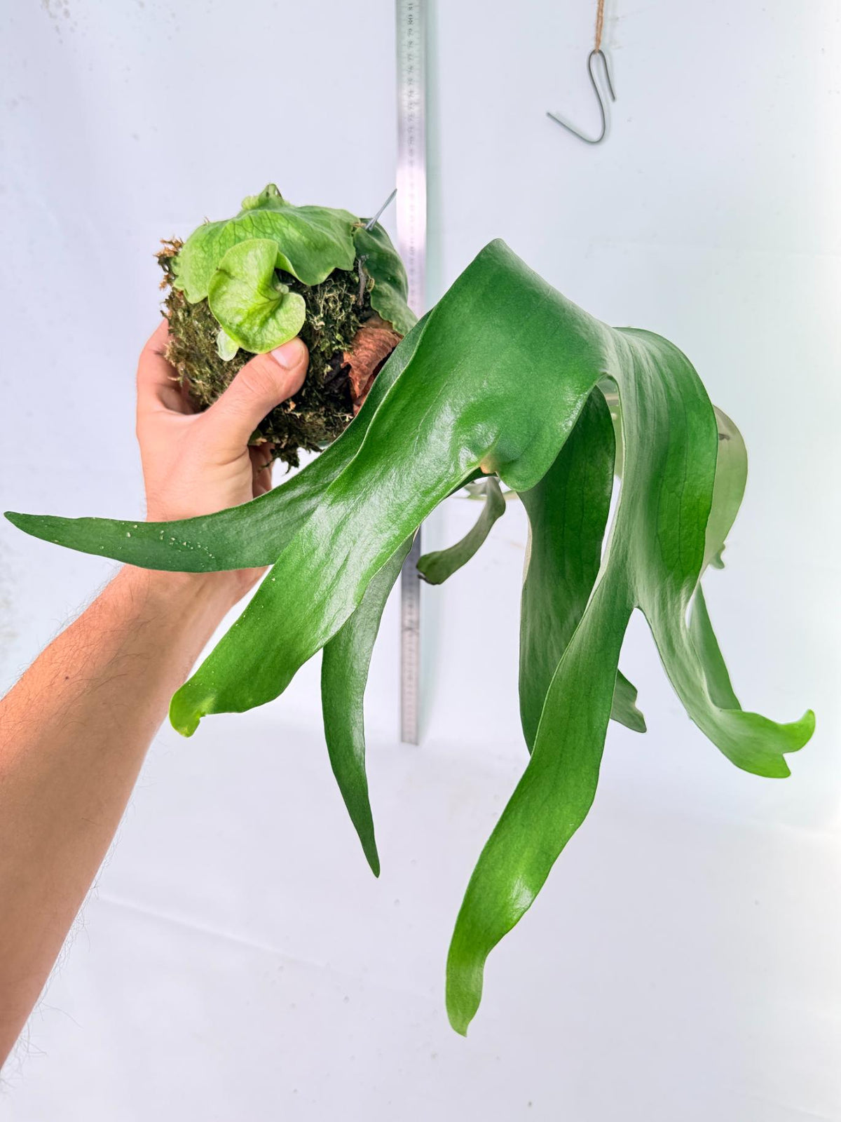 Platycerium Horn's Surprice Kokedama 1