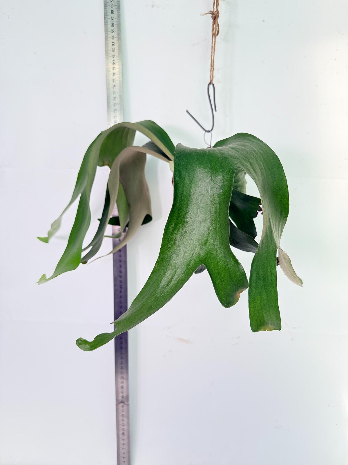 Platycerium Horn's Surprice Kokedama 4