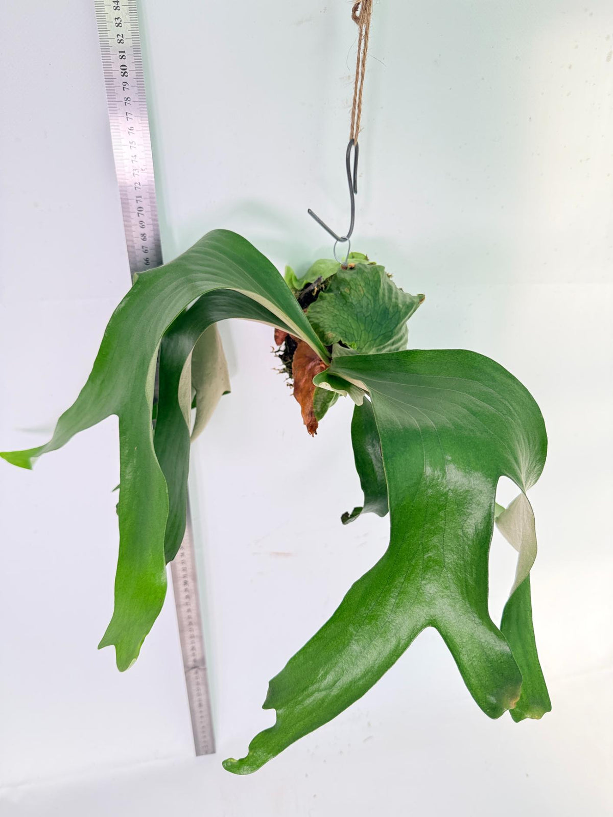 Platycerium Horn's Surprice Kokedama 2