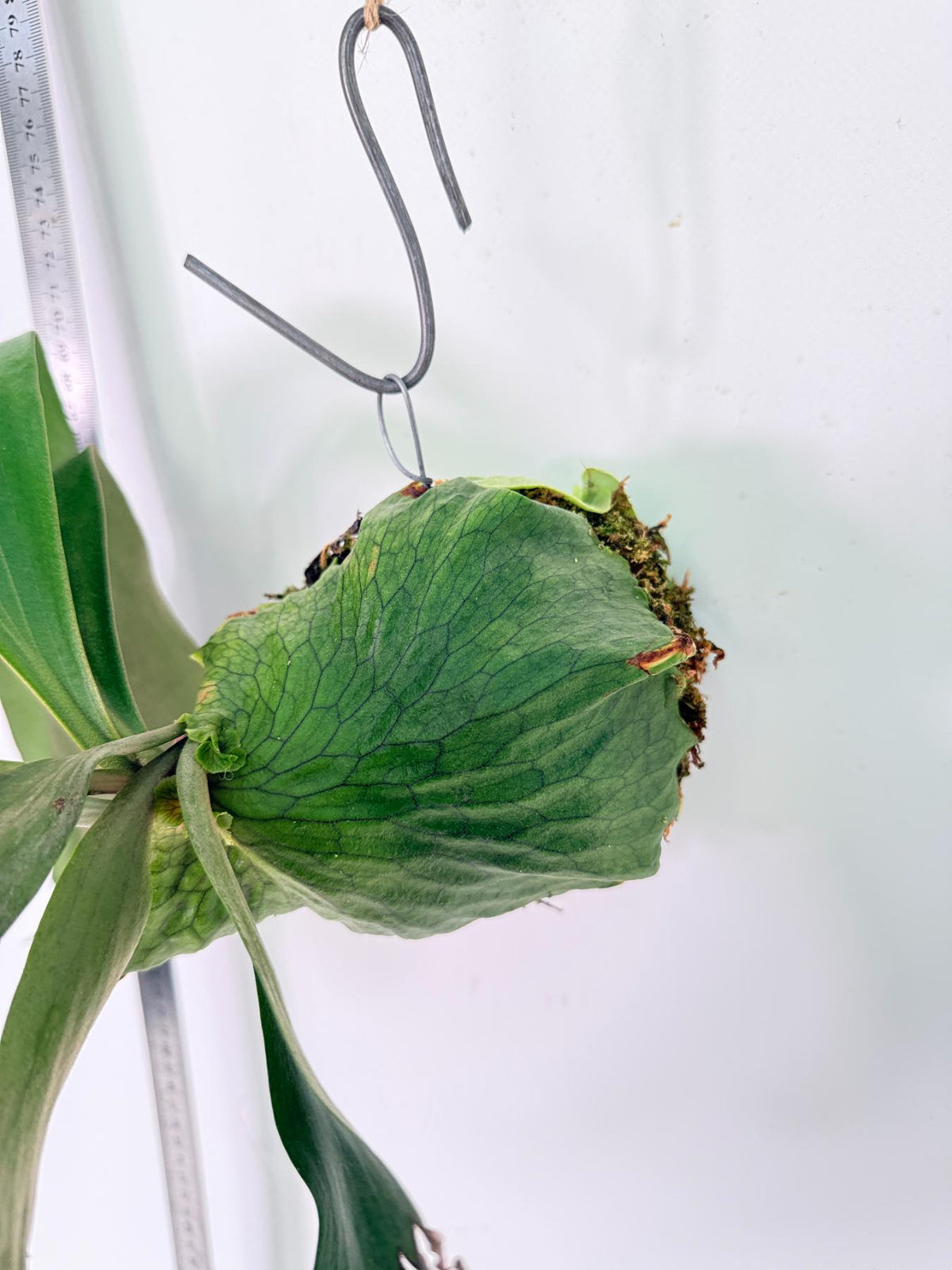 Platycerium Horn's Surprice Kokedama 5