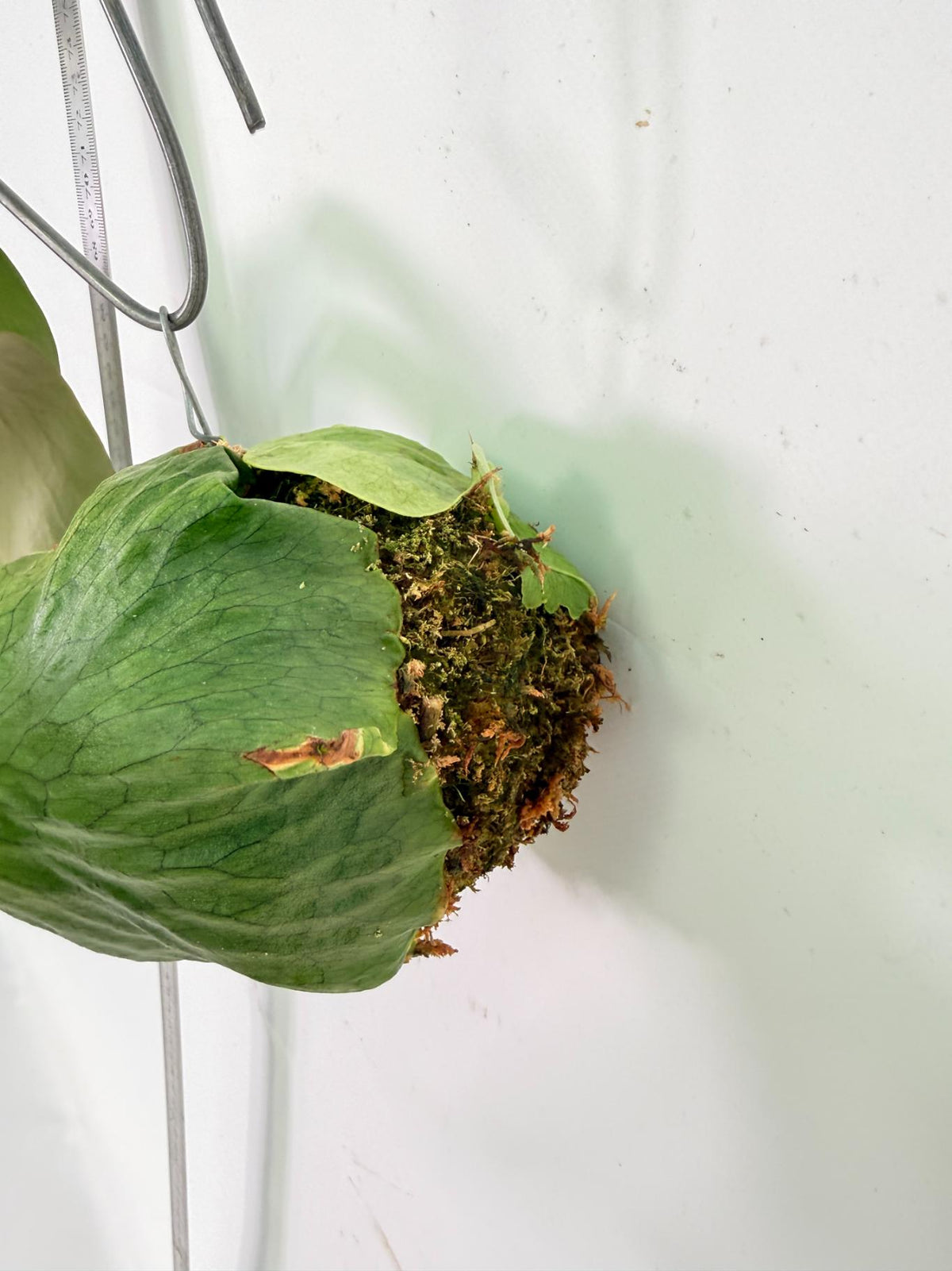 Platycerium Horn's Surprice Kokedama 7