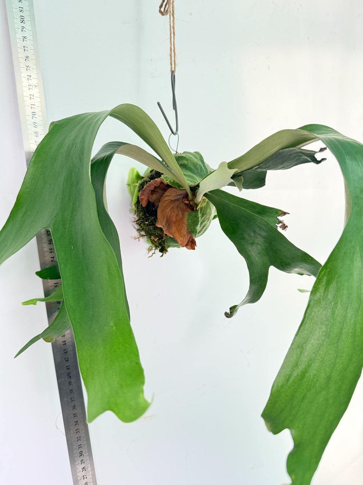 Platycerium Horn's Surprice Kokedama 8