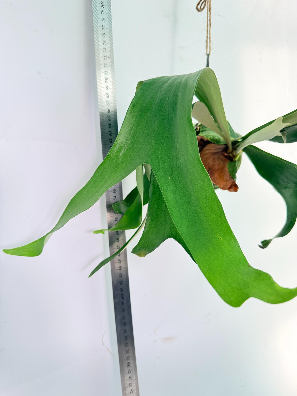 Platycerium Horn's Surprice Kokedama 9
