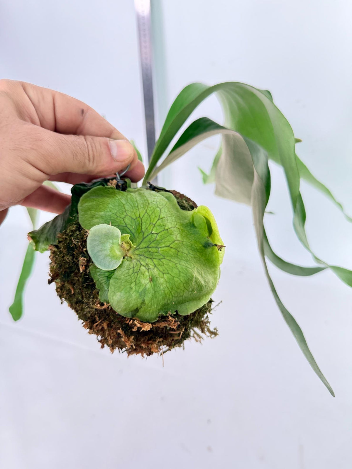 Platycerium Horn's Surprice Kokedama 3
