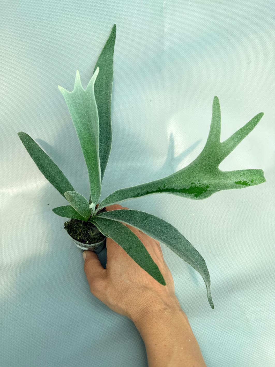 Platycerium 'Wolverine' 07