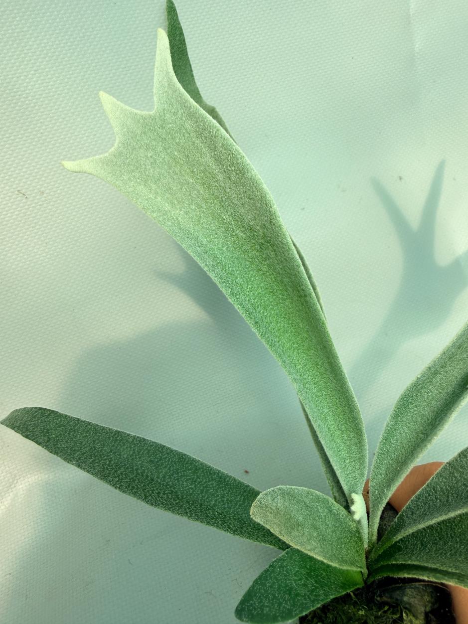Platycerium 'Wolverine' 08
