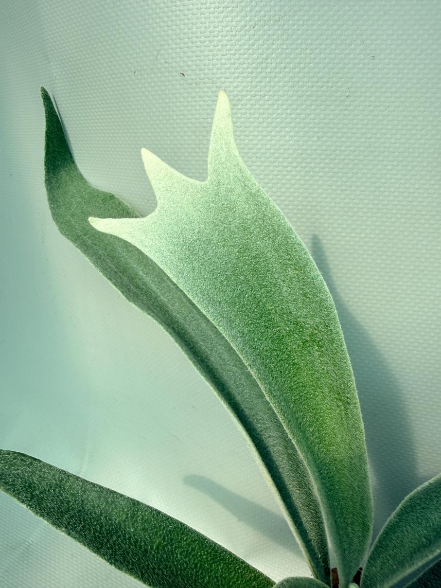 Platycerium 'Wolverine' 03