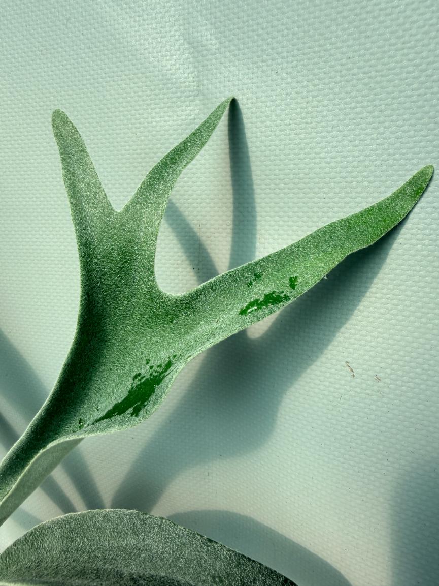 Platycerium 'Wolverine' 04