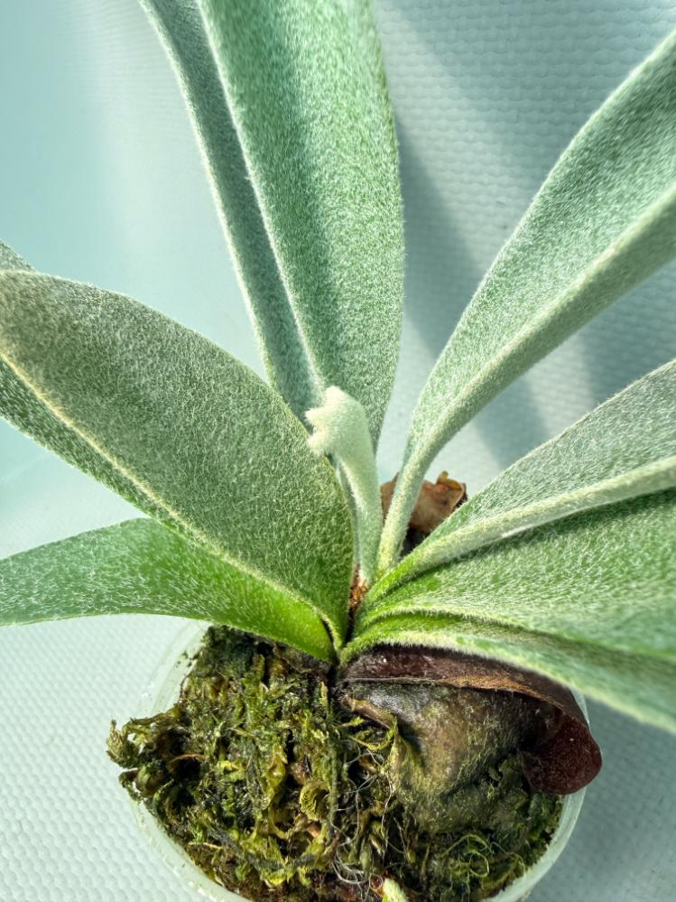 Platycerium 'Wolverine' 05