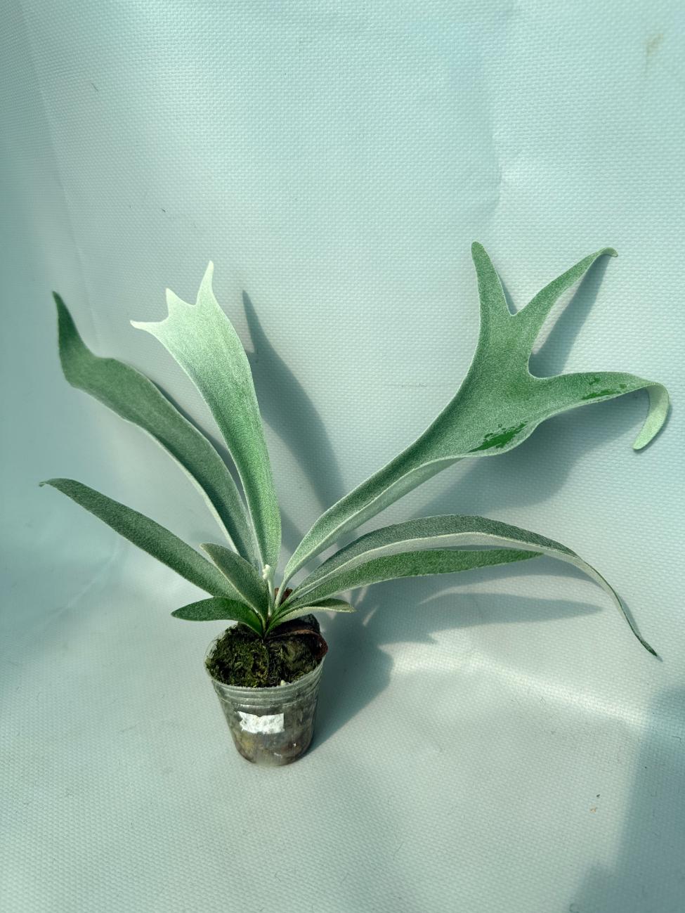 Platycerium 'Wolverine' 06