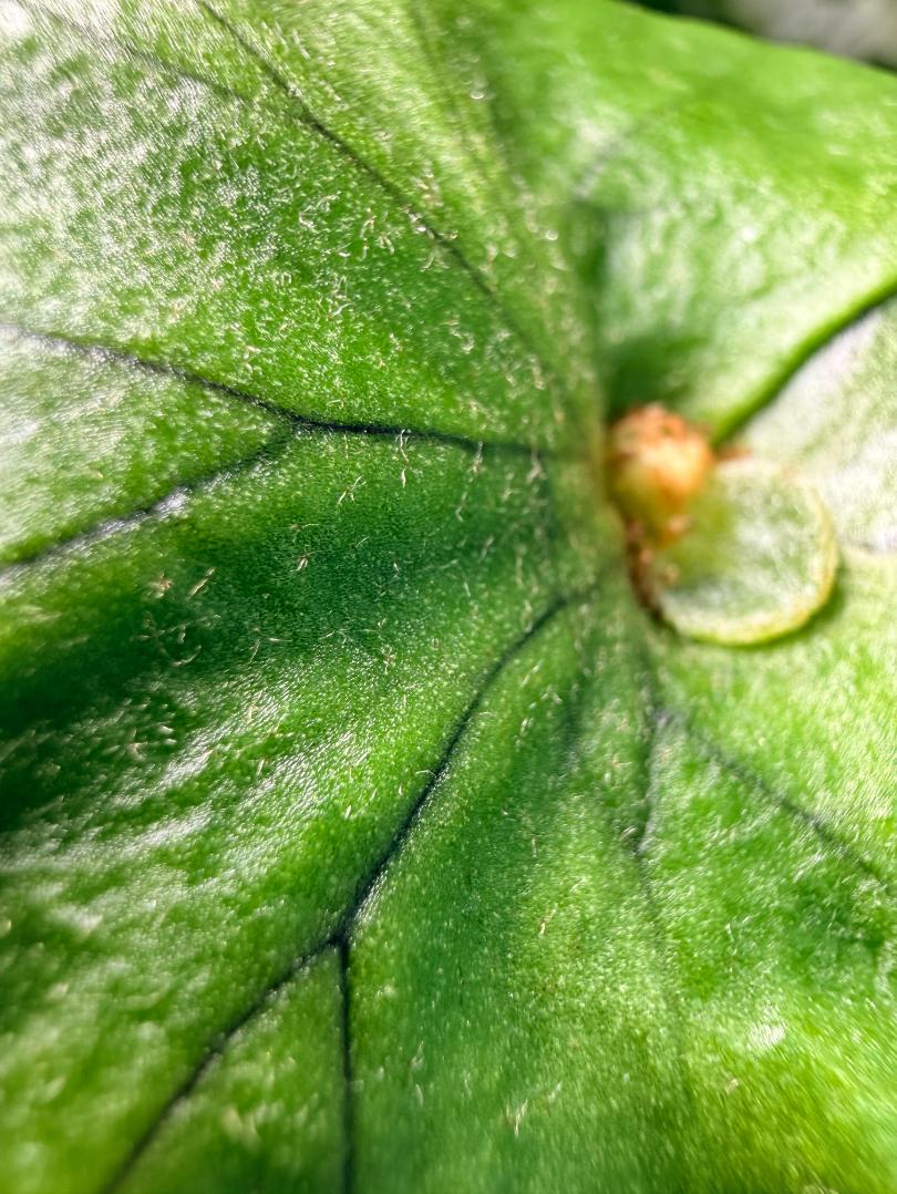 Platycerium charles alford wandae x ridleyi 3