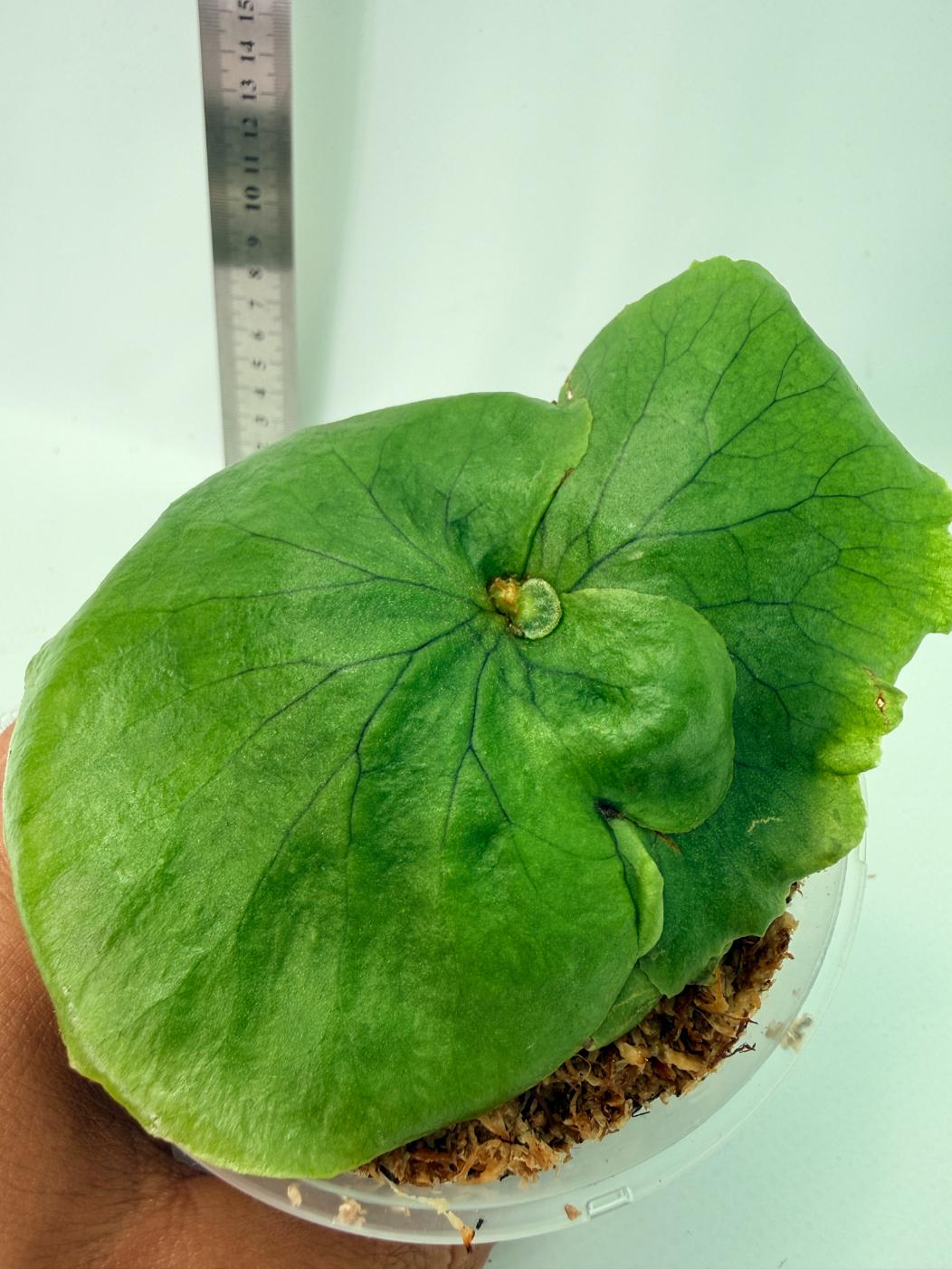 Platycerium charles alford wandae x ridleyi 1
