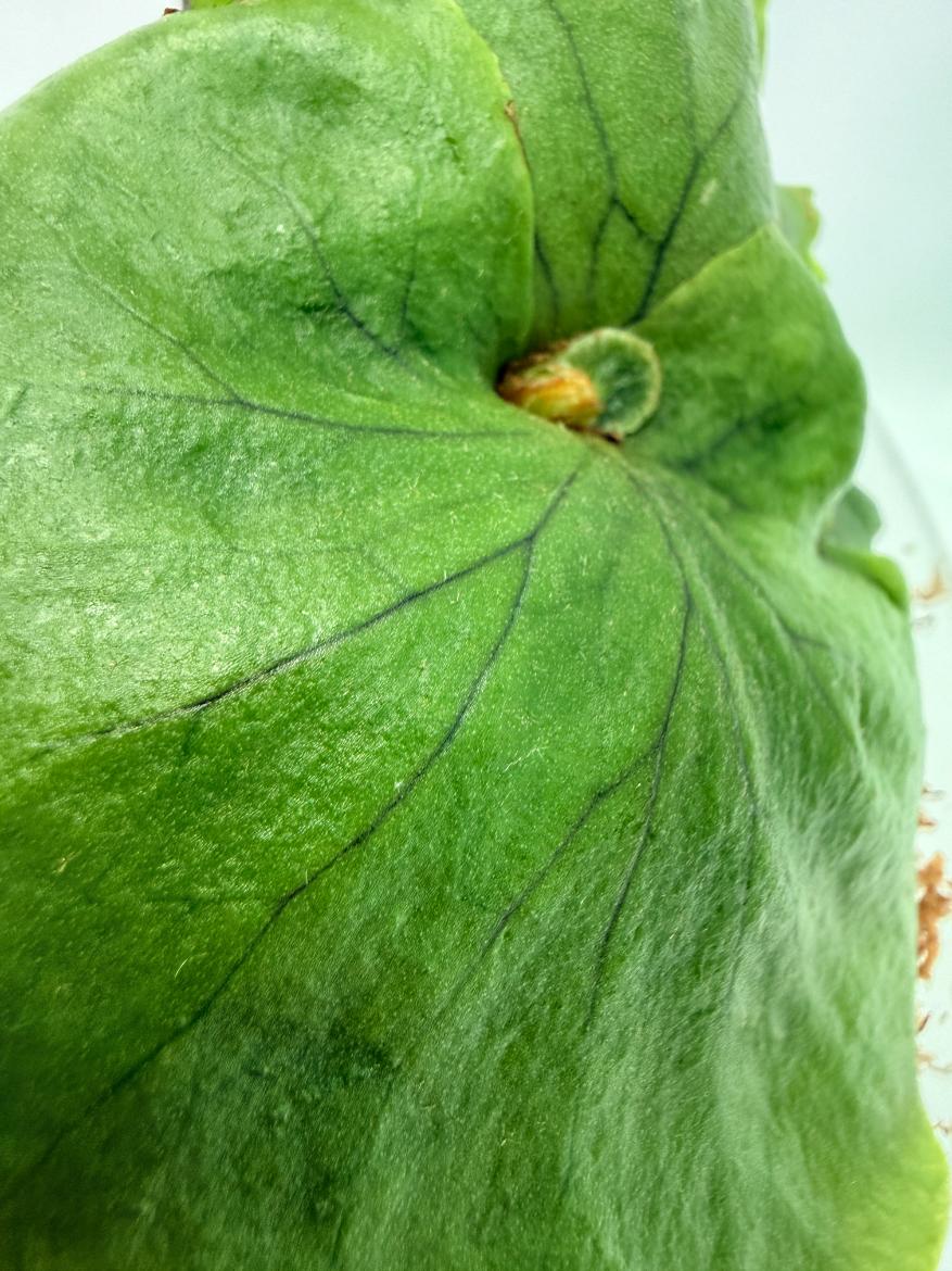 Platycerium Charles Alford (wandae × ridleyi) | Welovetropicalplants