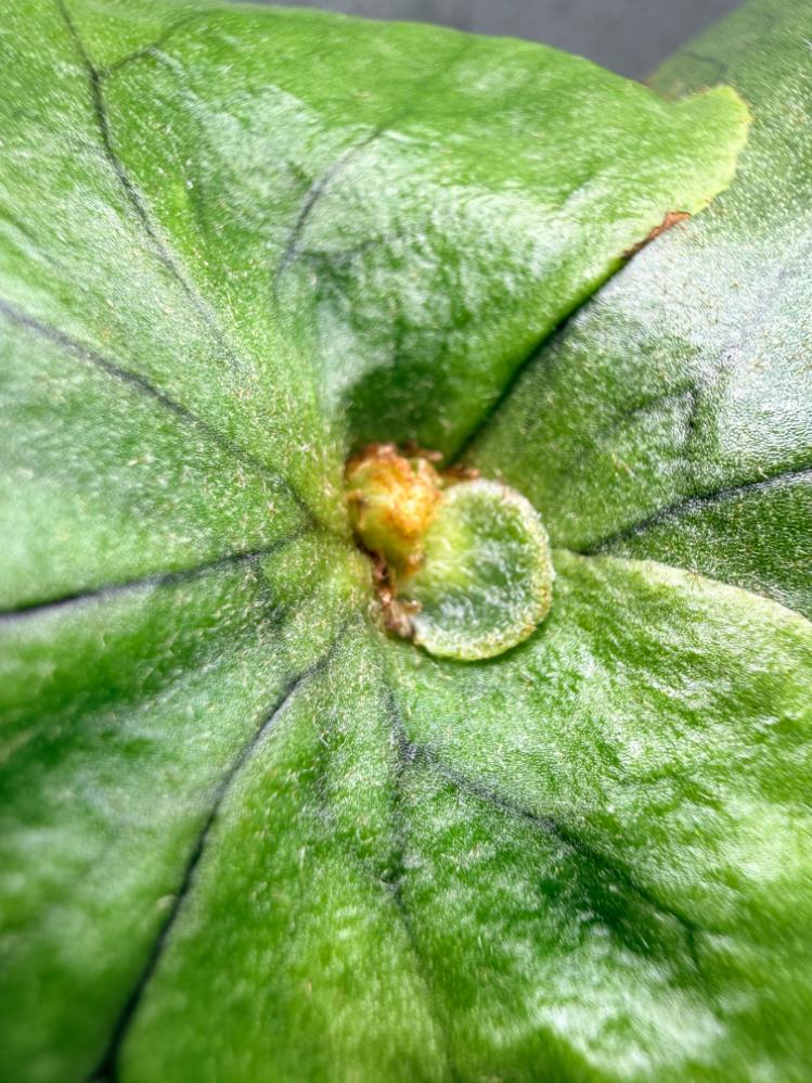 Platycerium Charles Alford (wandae × ridleyi) | Welovetropicalplants