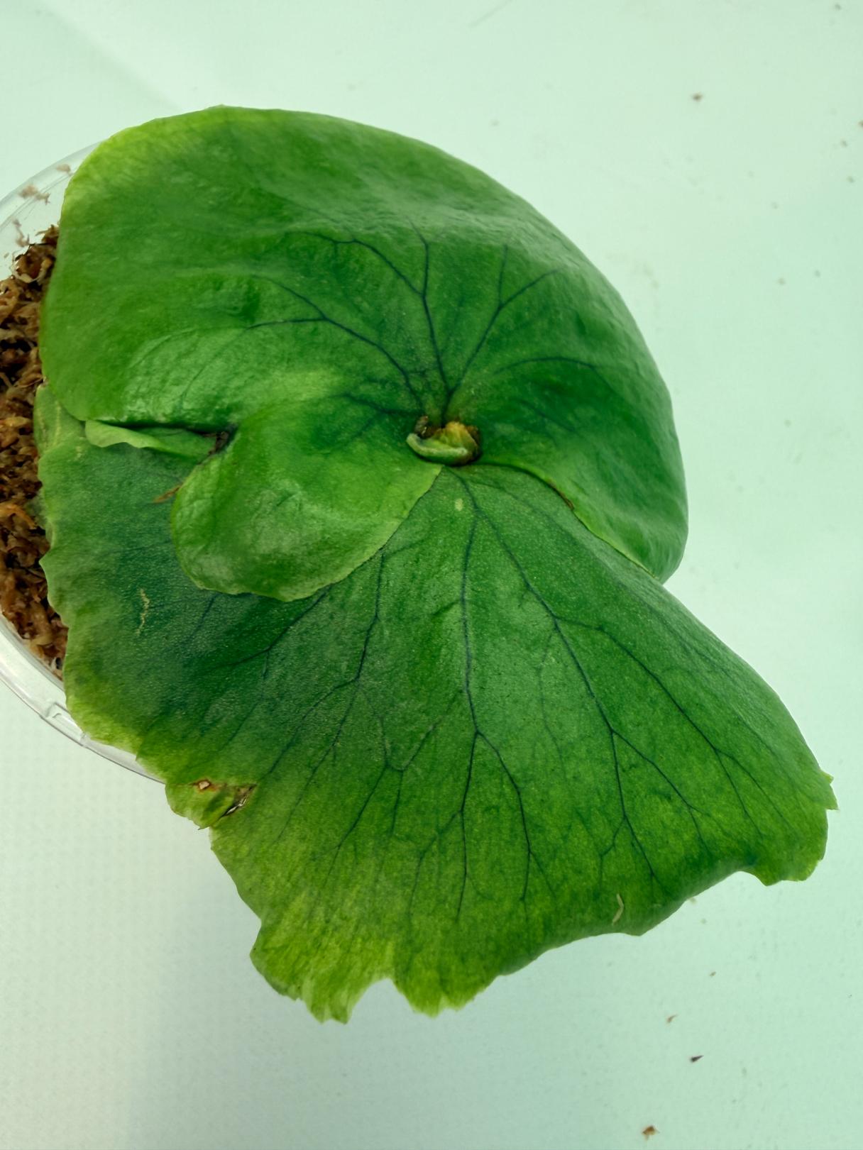 Platycerium charles alford wandae x ridleyi 8
