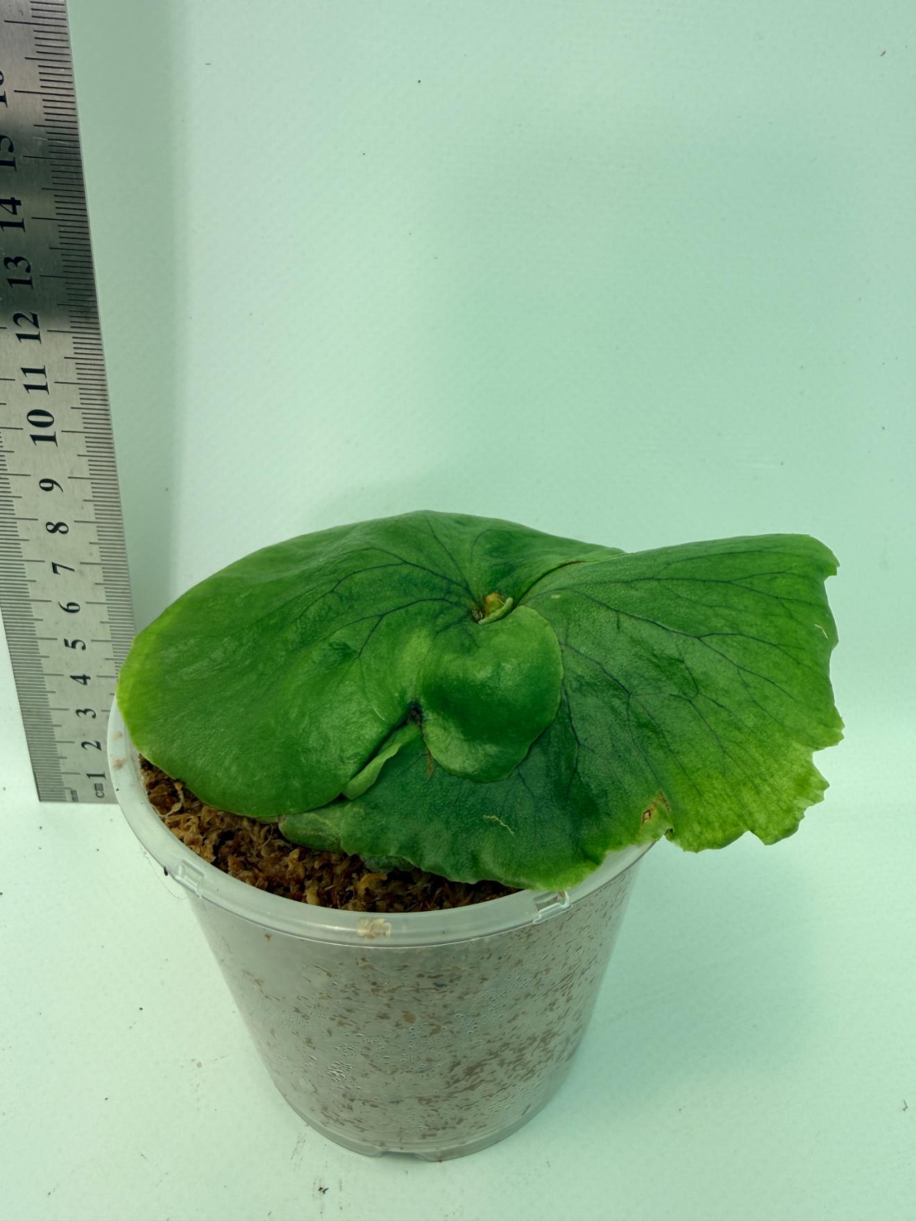 Platycerium charles alford wandae x ridleyi 7
