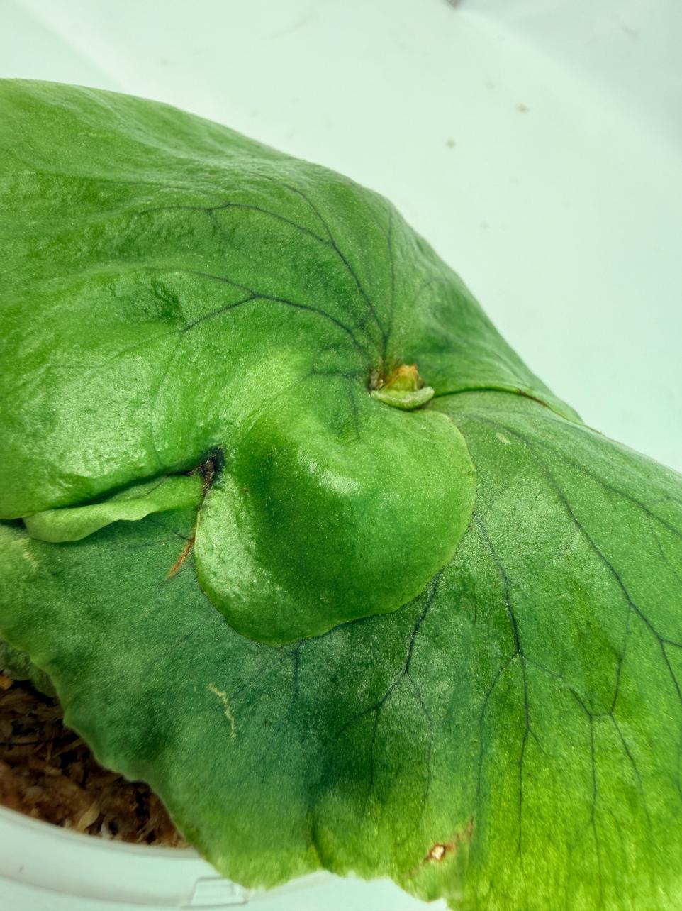 Platycerium charles alford wandae x ridleyi 9