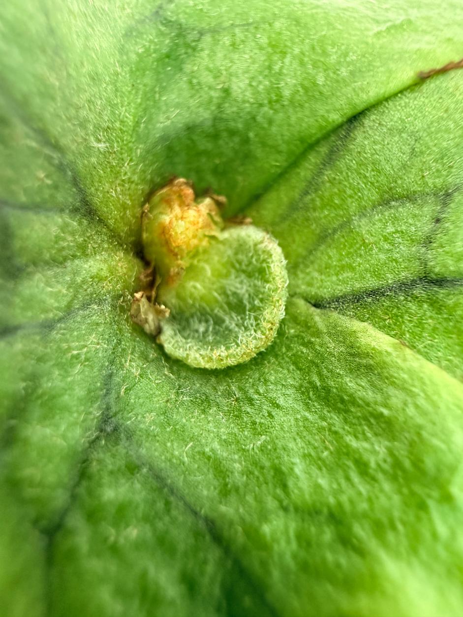 Platycerium Charles Alford (wandae × ridleyi) | Welovetropicalplants