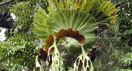 Platycerium  Grande piante grande