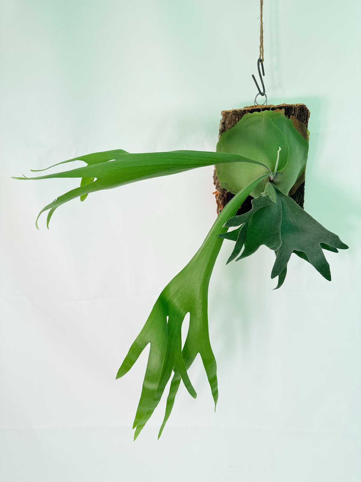 Platycerium popcorn + mounted on the board 02