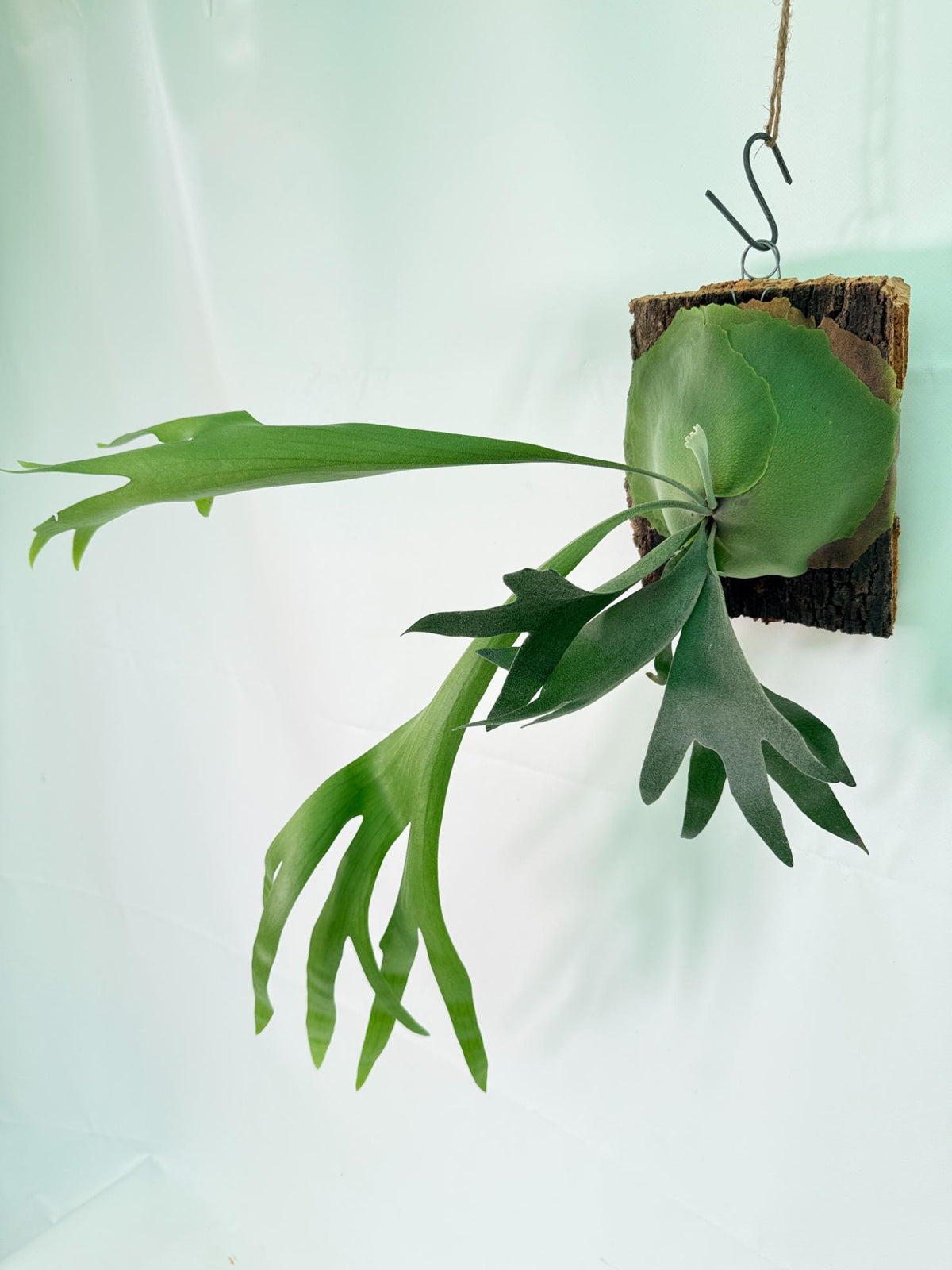 Platycerium popcorn + mounted on the board 01