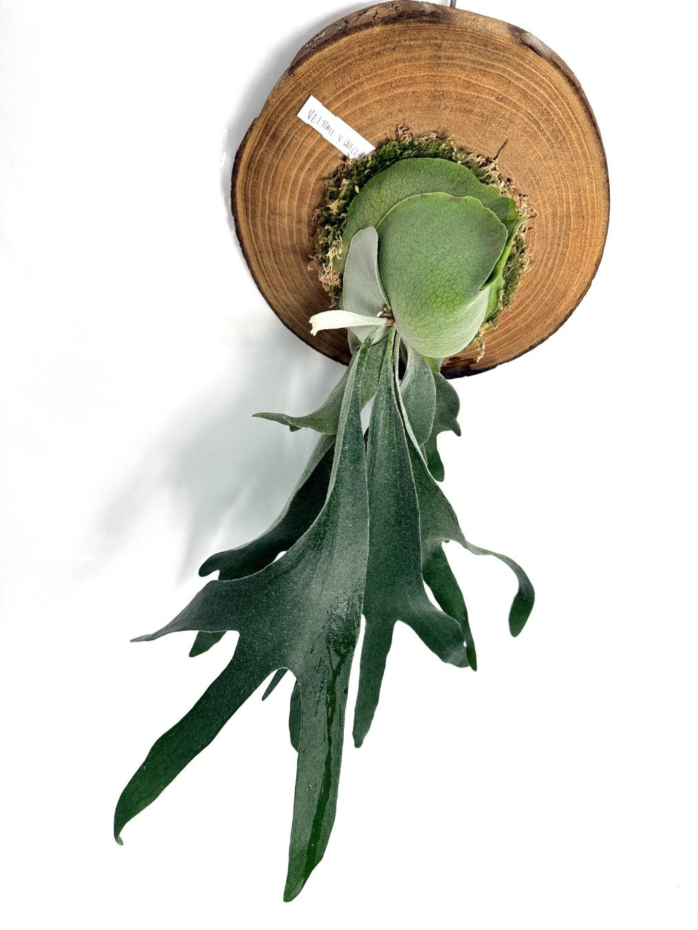 Platycerium Veitchii x Willinckii