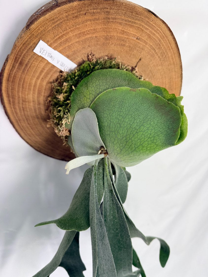 Platycerium Veitchii x Willinckii