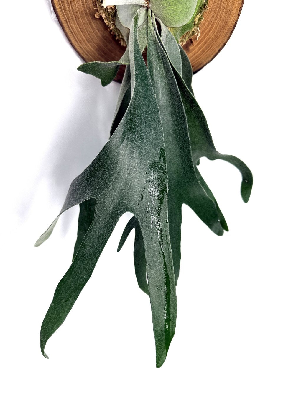 Platycerium Veitchii x Willinckii